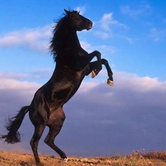 Perfect (Vocals Only)-Muad.mp3