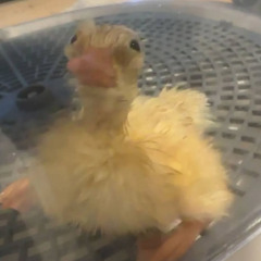 duck fresh out the egg