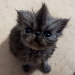 что произошло_ сама не понимаю speed up..mp3