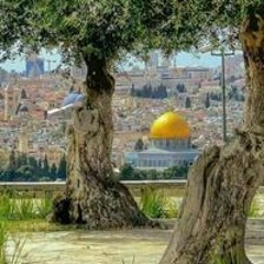 رامي. ابو.الهوى.