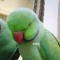 Anger birb