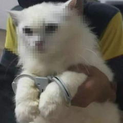 Roffaboy