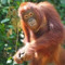 Monkey from the future