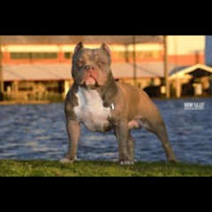 Droc