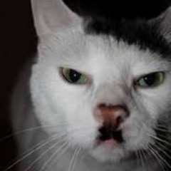 Cdolf Meowler