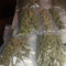 bigbackies