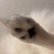 l0v3kitty