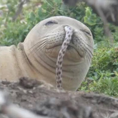 はちきゃ