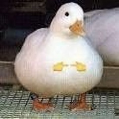 Duck 👉👈