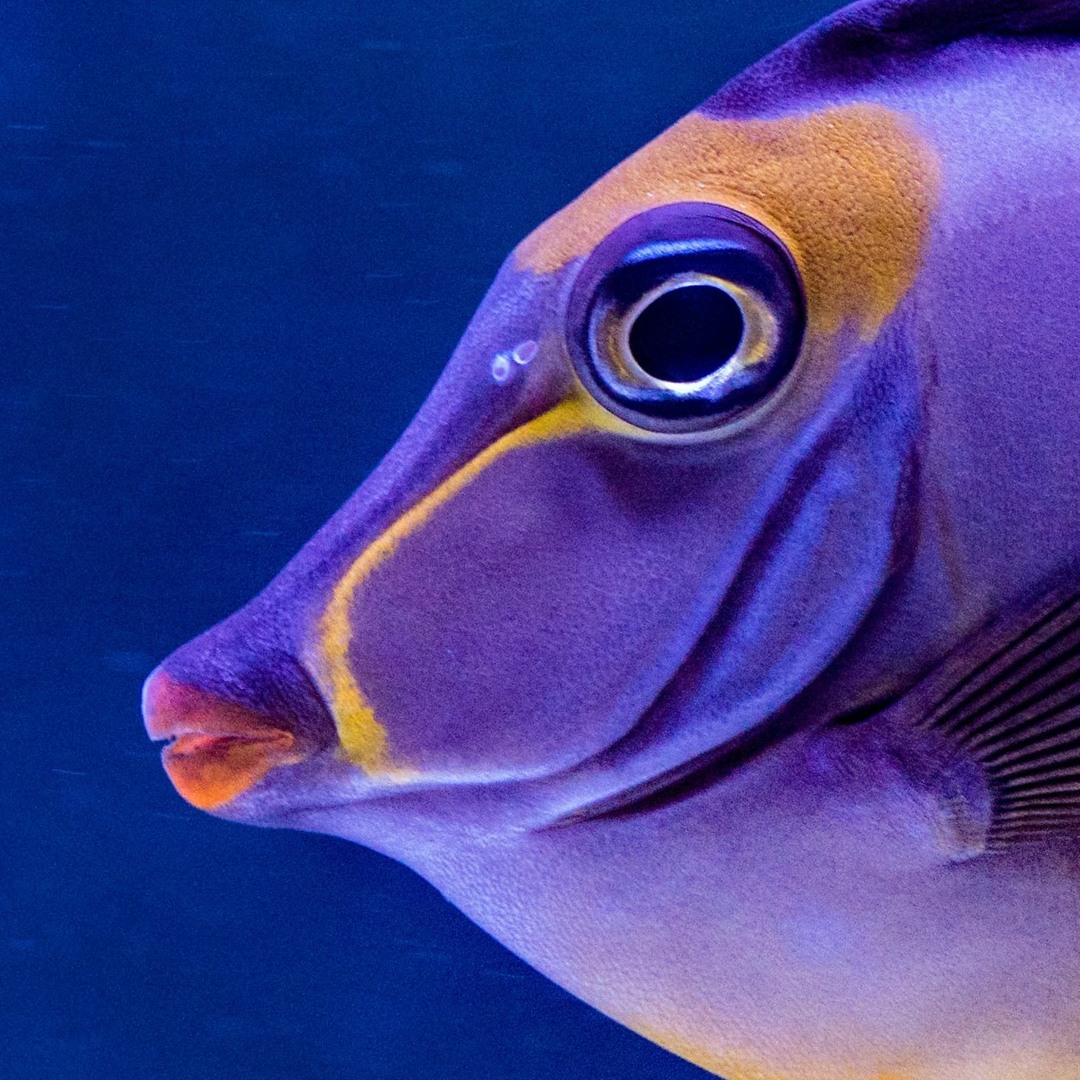 Stream welcome robot overlords by fish for breakfast | Listen online ...