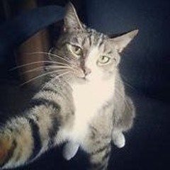 meomeo