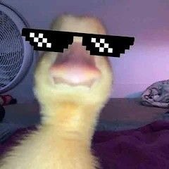 dukey duke