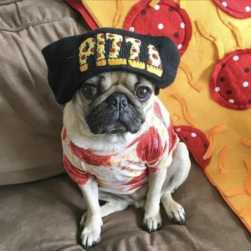 pizzapug26’s avatar