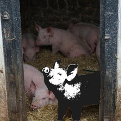 Aunt Ham