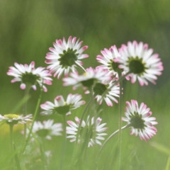 Windpoetin