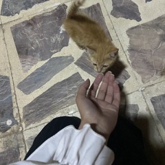 ضُحىً