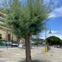 Trachios