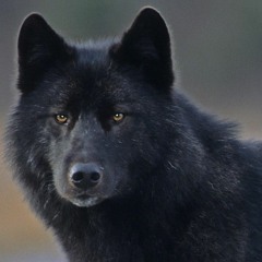 blackwolfy