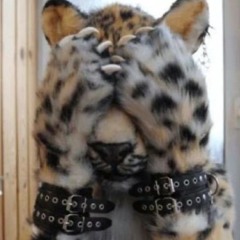 maullgiela