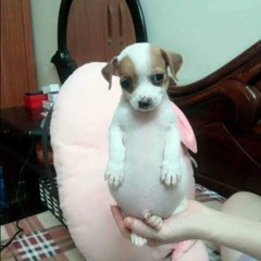 Paulo Eduardo