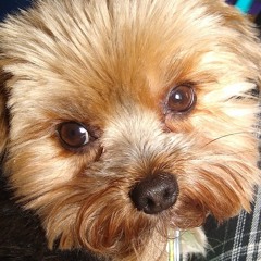 mr hozier pls make legit versions of these songs