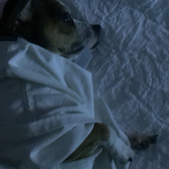 dobby