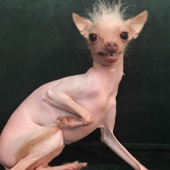 All Chihuahua Are Beautiful