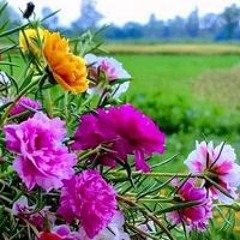 عشه