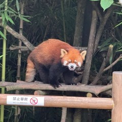 a red panda