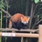 a red panda