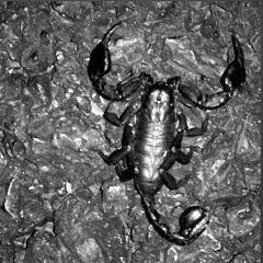 scorpio