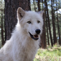 Bearizona Wildlife Park