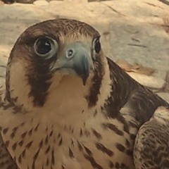 hamad7ll7