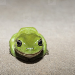 frog