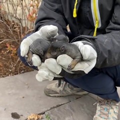 AAAC Wildlife Removal of Louisville