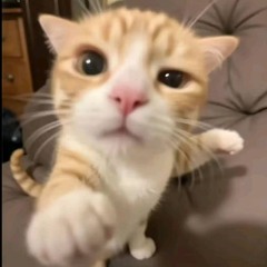 PingVN