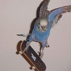 GroovyNomad