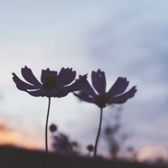 鉄線とカナリア split ver (heaven in her arms cover)