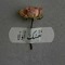 خلود'د'