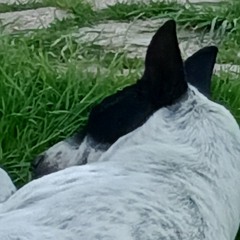 الشعر الجاهلي .aac