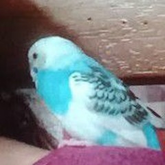 birdddyy