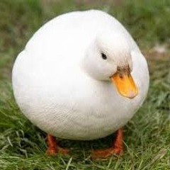 Chepedukduks