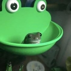 frog beats