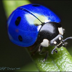 Blu8118