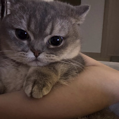 đ gì cũng dỗi