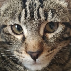 ramunodio
