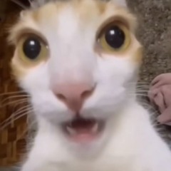 TOFYY