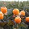 Cloudberry