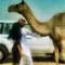 عهود