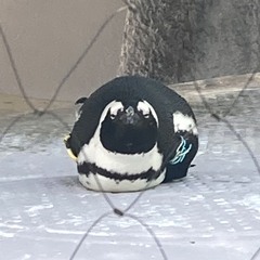 ぬ